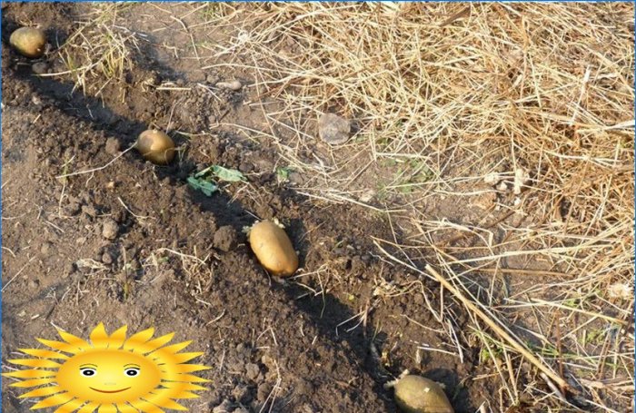 Aardappelen planten: aardappelen planten onder stro