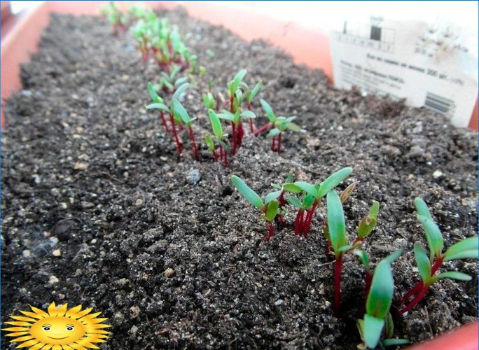 Bieten kweken: planten en verzorgen