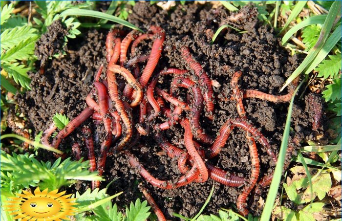 Biologische landbouw: regenwormen zijn de belangrijkste indicator van vruchtbaarheid