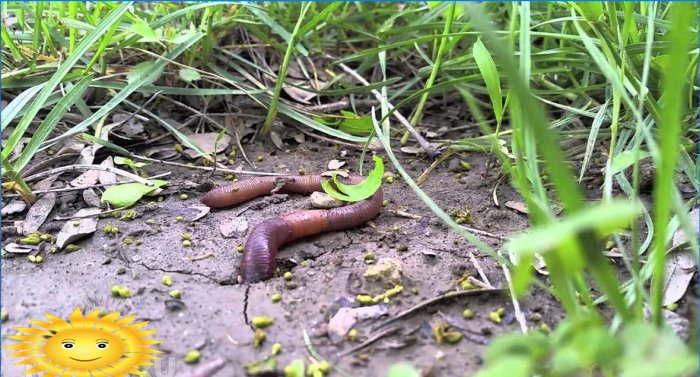Biologische landbouw: regenwormen zijn de belangrijkste indicator van vruchtbaarheid