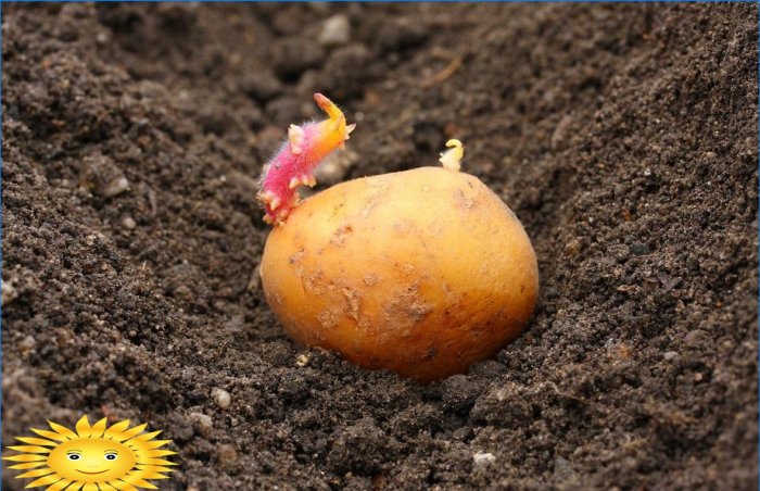 Aardappelen planten