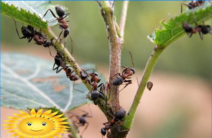 Mierenvechten of hoe je van mierennesten af ​​kunt komen