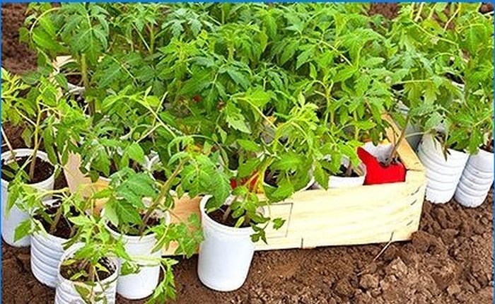 Hoe vroege groenten te kweken zonder een kas