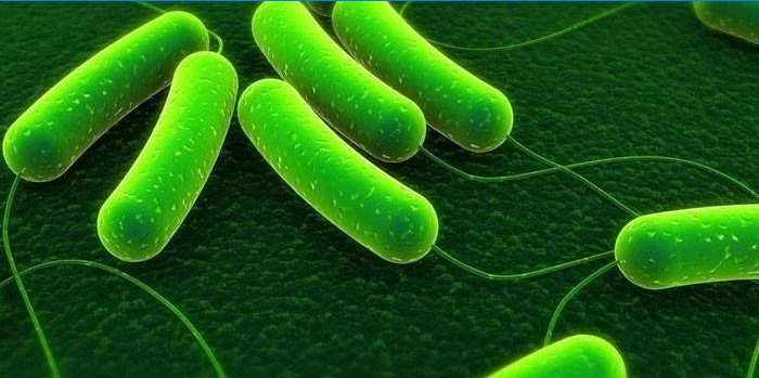 Azotobacter bacteriën nemen sterk toe
