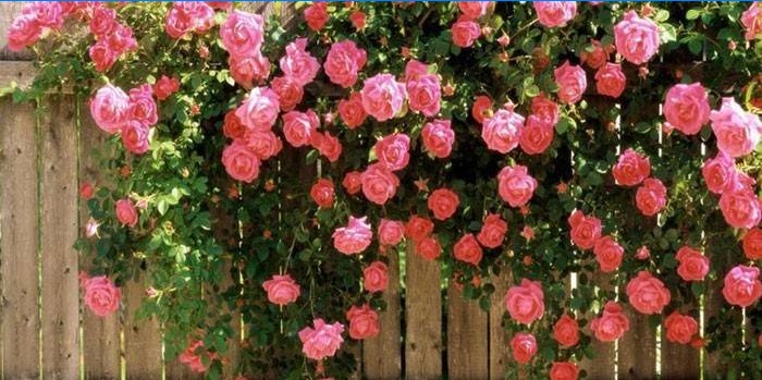 Bush roze steeg op het hek
