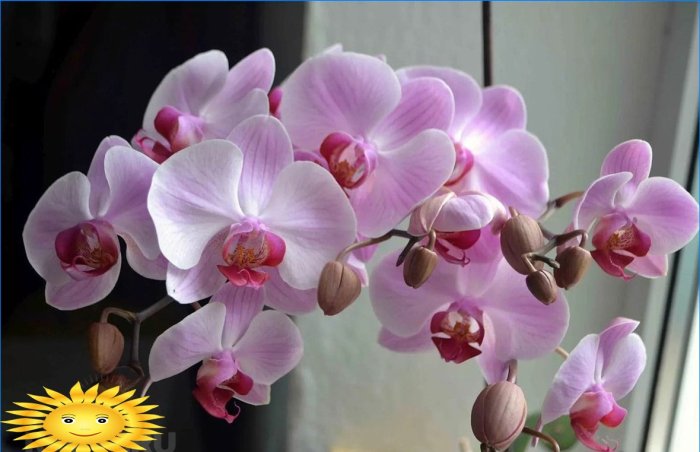 Orchidee - geschikte omstandigheden, zorg, transplantatie, voortplanting