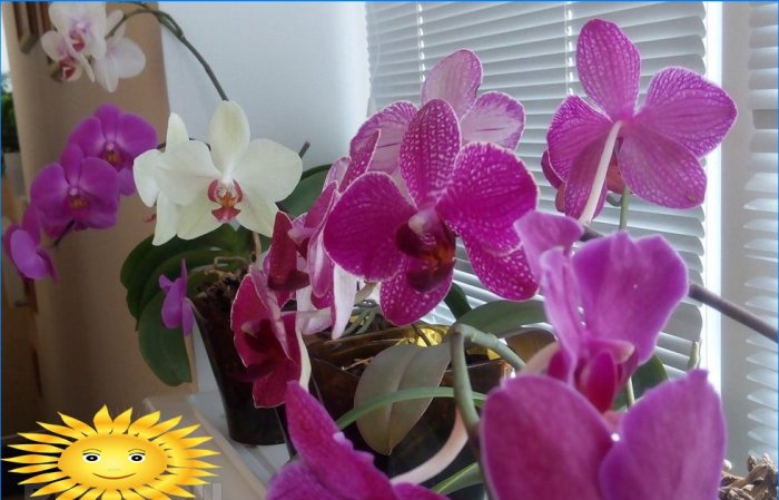 Orchideeën beschermen tegen de zon