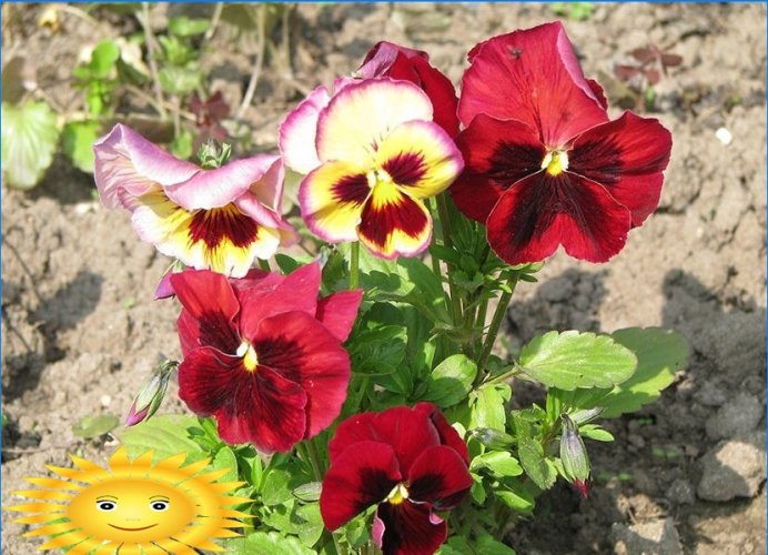 Jaarlijkse bloemen voor een zomerresidentie: viooltjes - planten en verzorgen