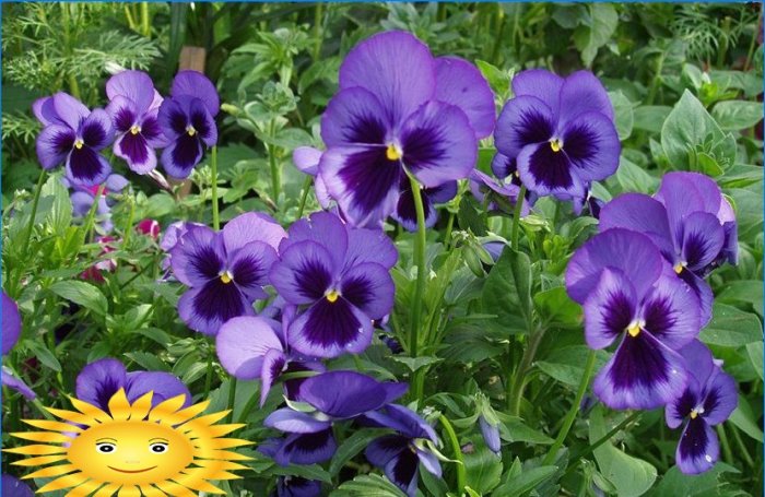 Jaarlijkse bloemen voor een zomerresidentie: viooltjes - planten en verzorgen