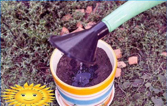 Masterclass over het verplanten van grondbasilicum in potten