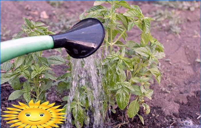 Masterclass over het verplanten van grondbasilicum in potten