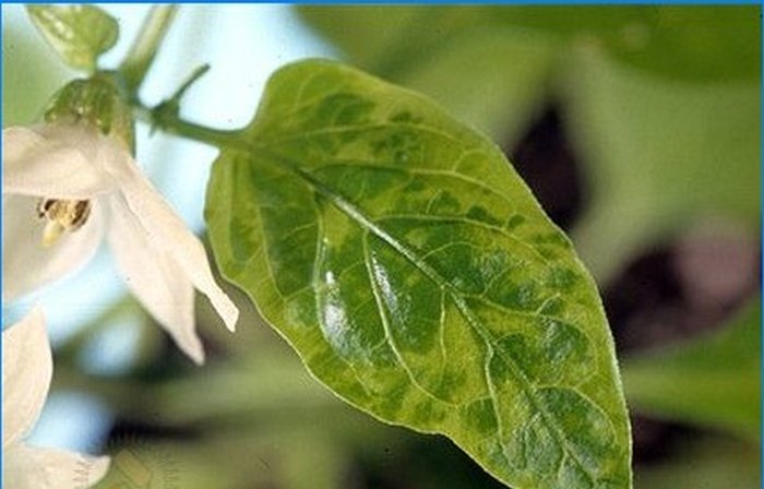 Biologische landbouw. Hoe paprika's te beschermen tegen ziekten en plagen