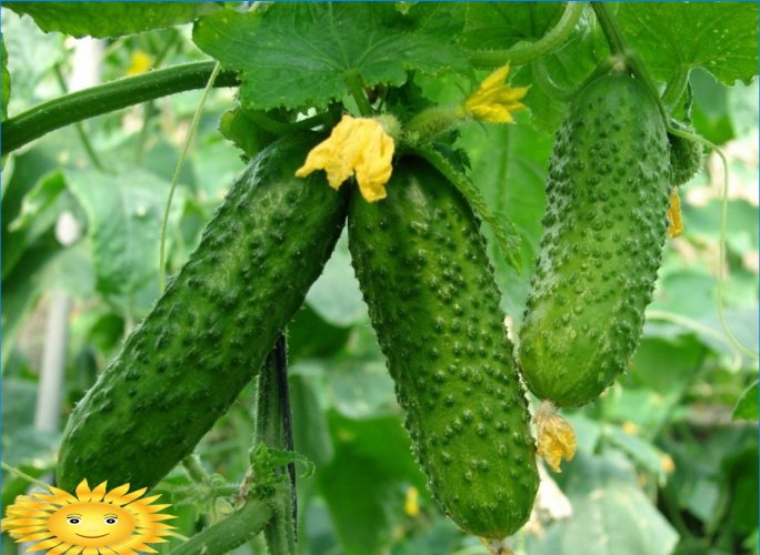 De meest populaire soorten komkommers
