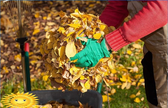 Vijf redenen om geen gevallen bladeren in uw tuin te plukken