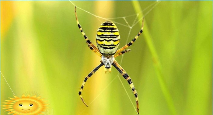 Giftige spin argiope