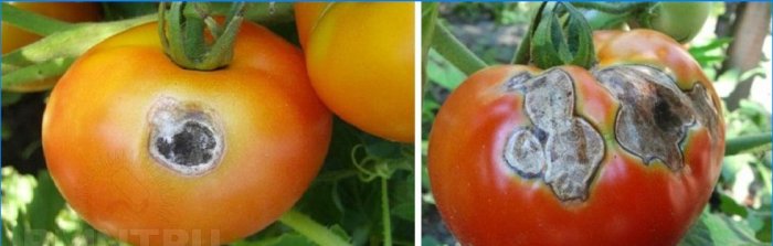 Grijze rot op tomaten