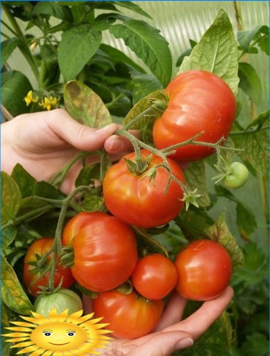 Ziekten van tomaten