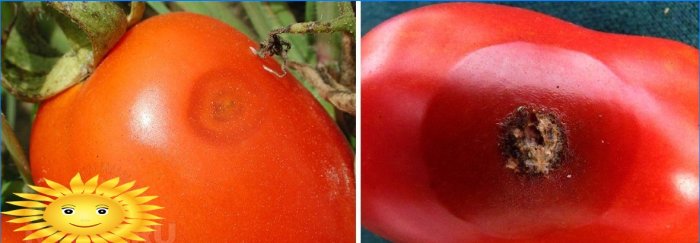 Anthracnose op tomatenvruchten